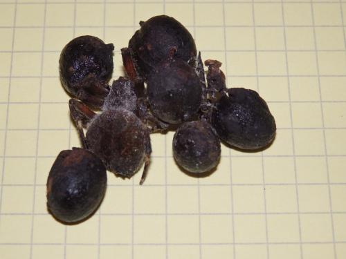 Parawixia sp.